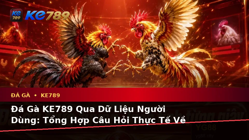 Đá Gà KE789 Qua Dữ Liệu Người Dùng: Tổng Hợp Câu Hỏi Thực Tế Về Quản Lý Phiên Chơi Tại ke789pg.bet