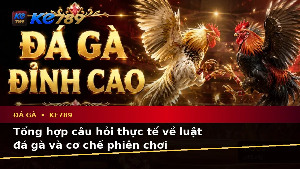 Đá Gà KE789 Qua Dữ Liệu Người Dùng: Tổng Hợp Câu Hỏi Thực Tế Về Quản Lý Phiên Chơi Tại ke789pg.bet